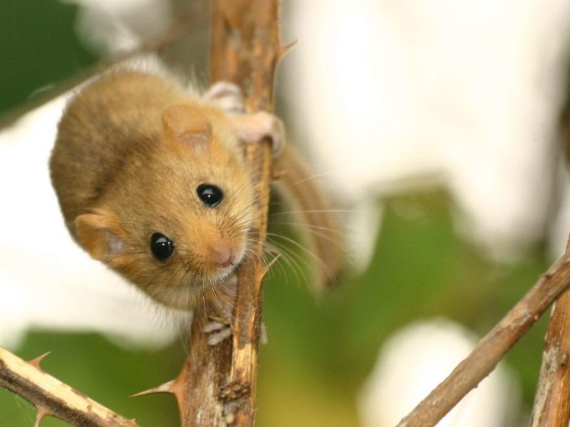 Haselmaus